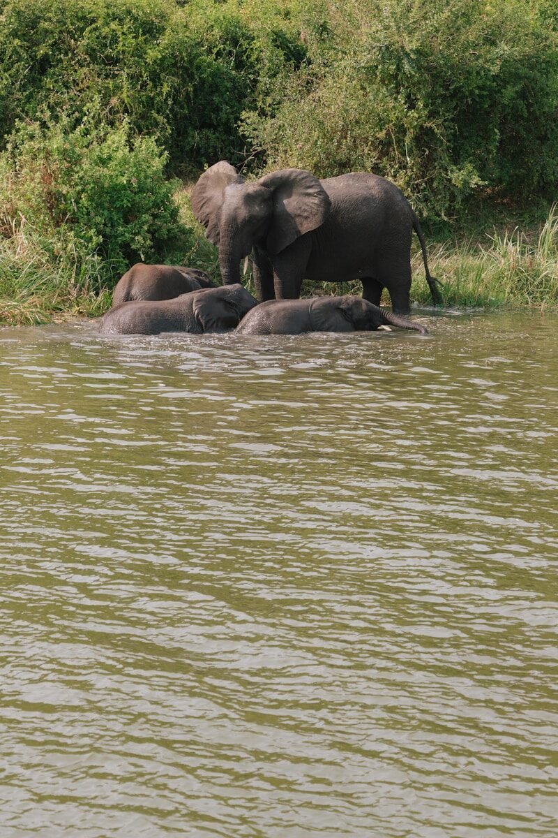 black elephants on green grass field near body of water during daytime