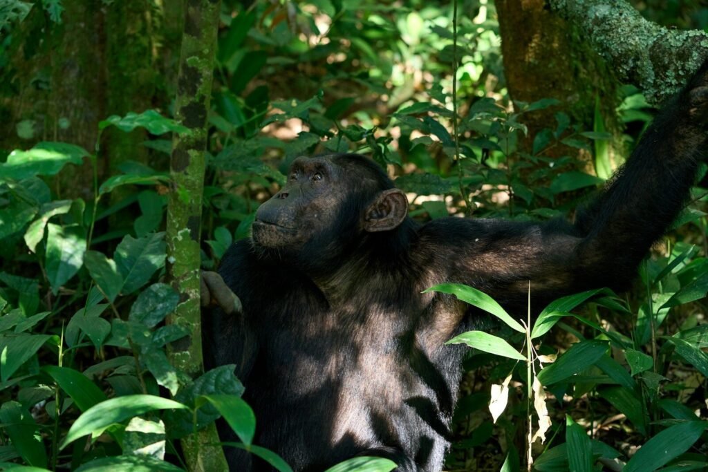 A chimpanzee sits among lush green foliage in a forest.