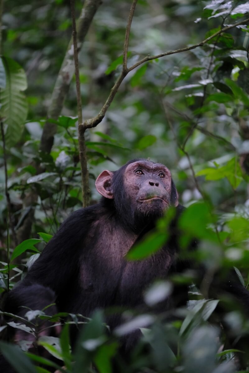 A chimpanzee gazes upwards while surrounded by greenery.