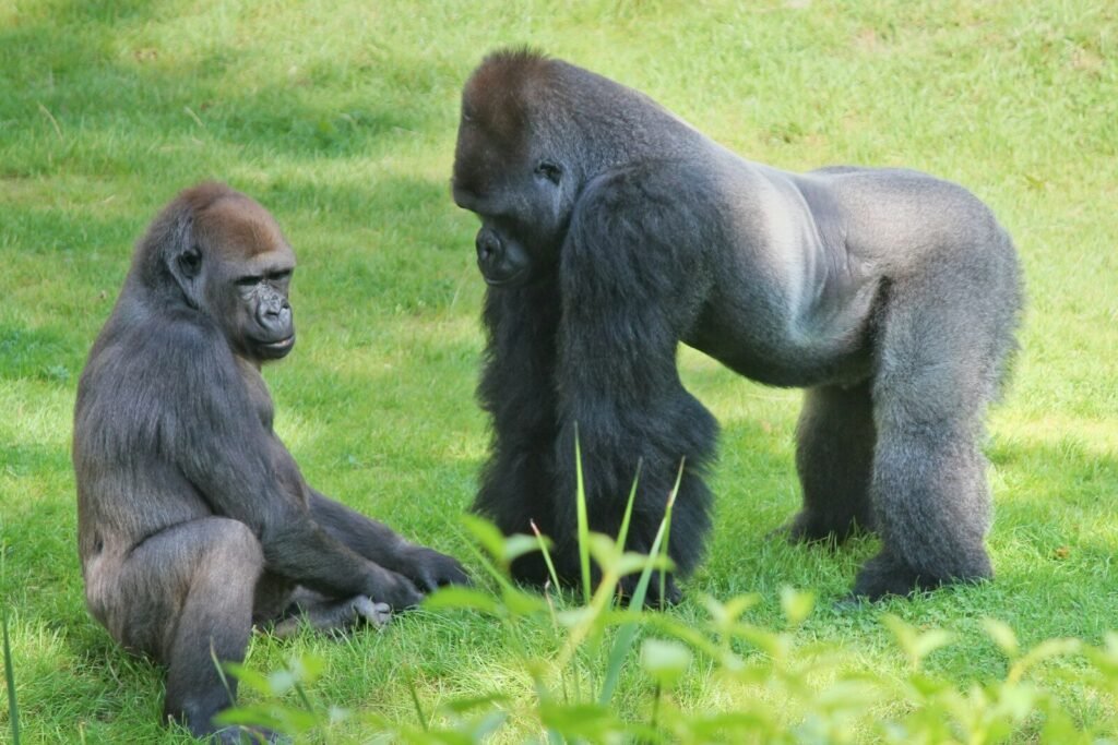 a couple of monkeys in a grassy area