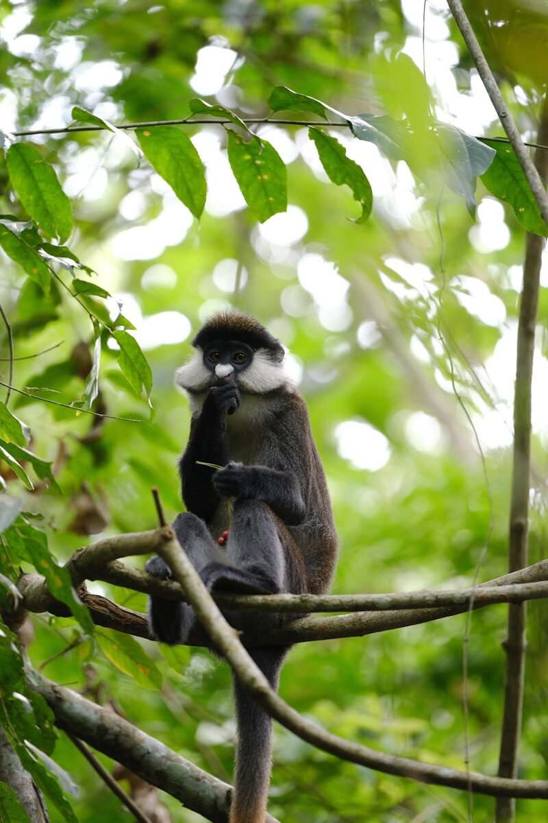 A monkey sits contemplatively on a branch.