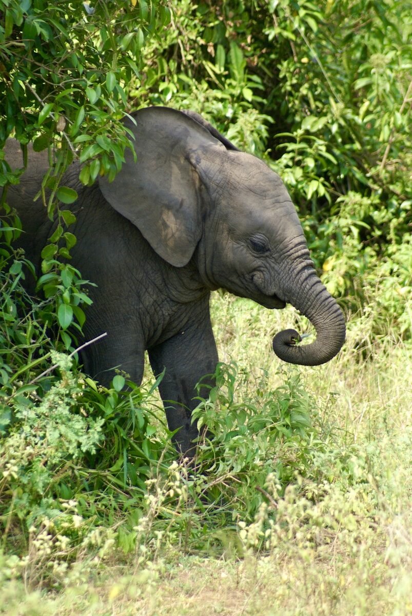 A baby elephant is standing in the grass