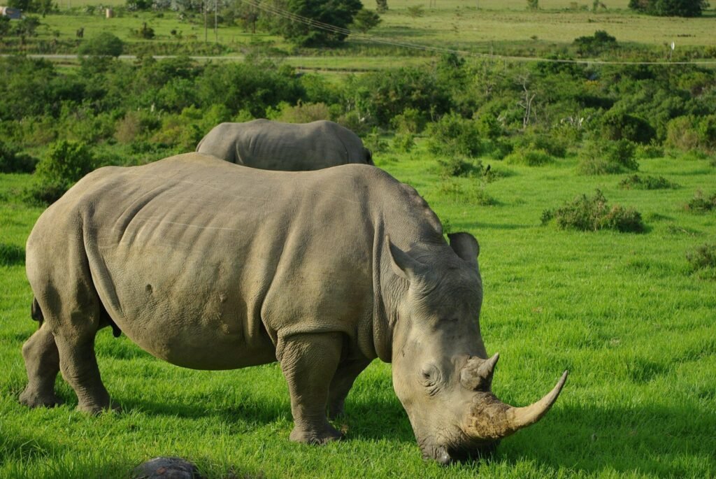 grey rhinoceros on green grass field during daytime