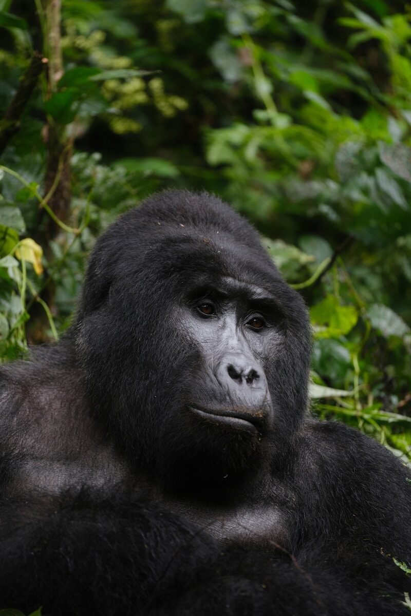 A silverback gorilla contemplates amidst lush foliage.